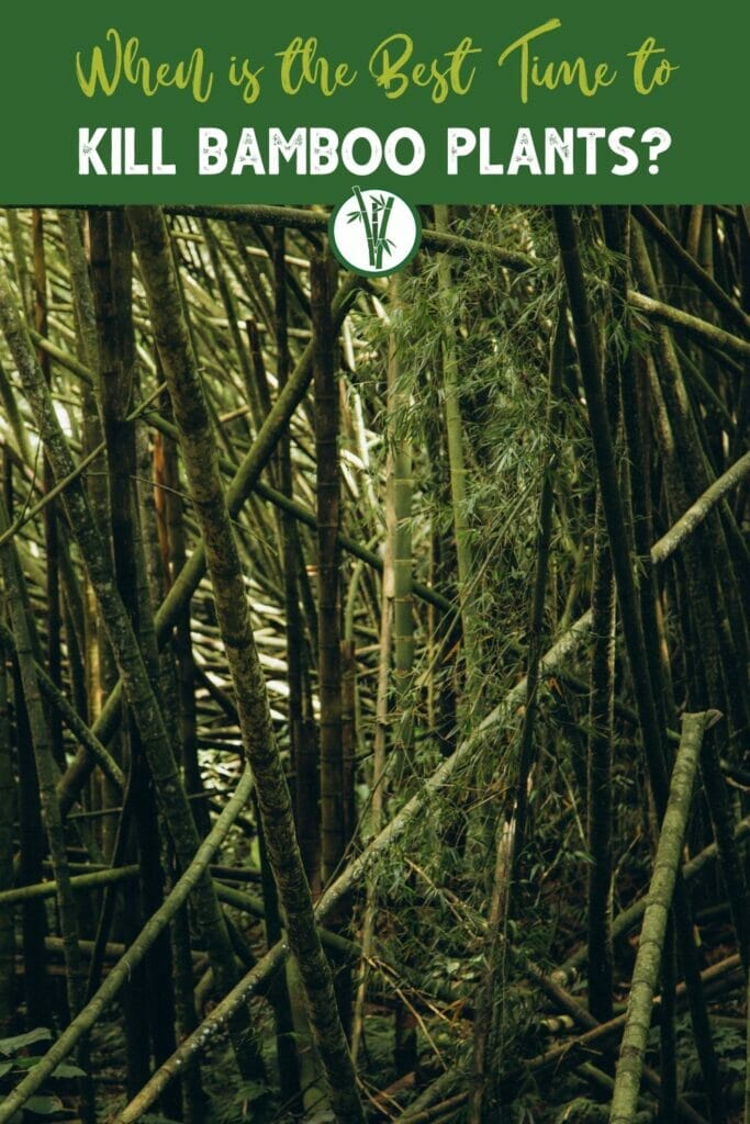 Various old bamboo culms, some fallen over with the text: When is the best time to kill bamboo plants?