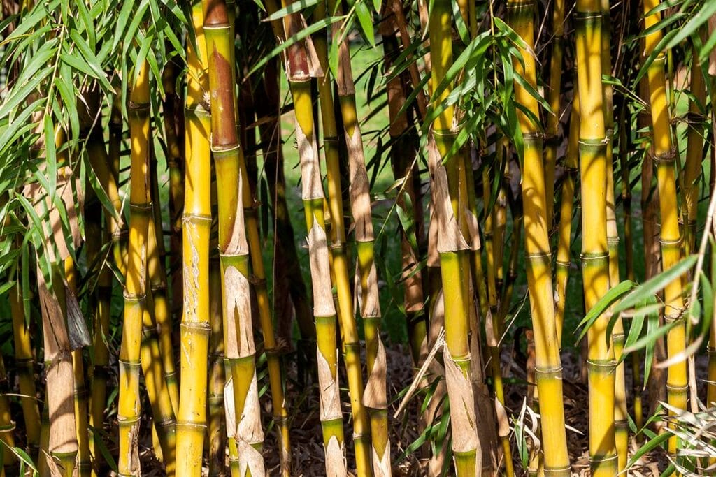 Light green to yellow stems of the Chusquea gigantea bamboo species