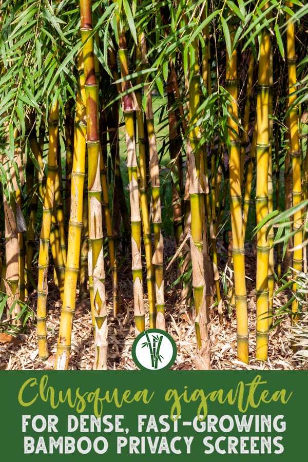 You wanted a huge bamboo? Chusquea gigantean is a potentially very valuable and big bamboo. This plant can be one of the most spectacular looking solitary specimens due to its bushy appearance. This species is wind-resistant and very valuable for its beautiful, solid canes. Find out more about this bamboo here!
