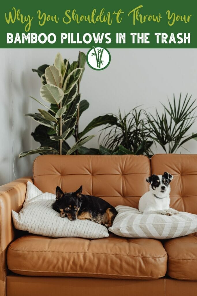 Dogs lying on cushions on the couch with the text: Why you shouldn’t throw your bamboo pillows in the trash
