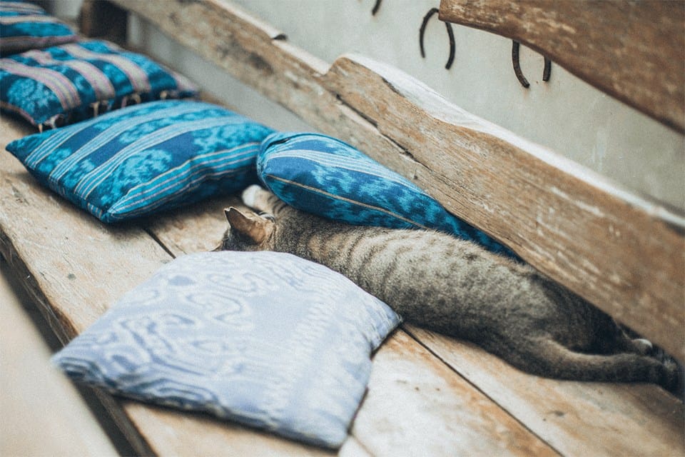 Grey tabby kitten playing with blue pillows