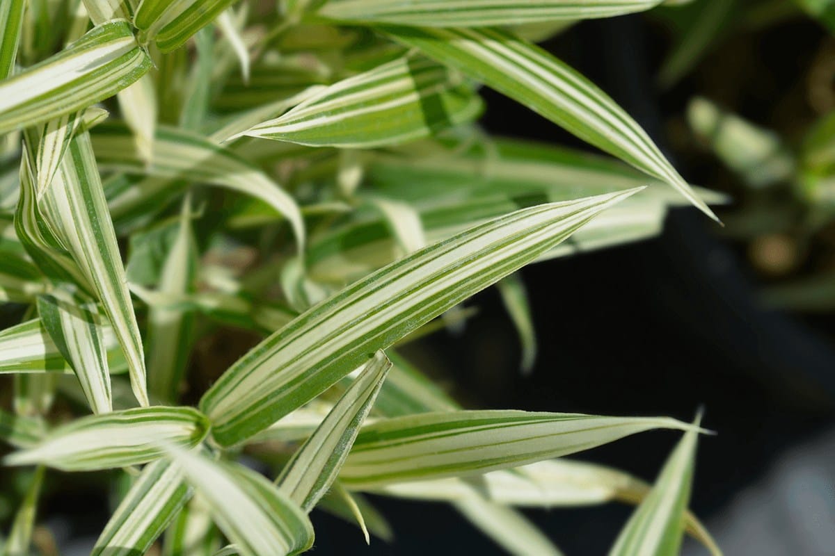 Leaves of a white-striped dwarf bamboo variety