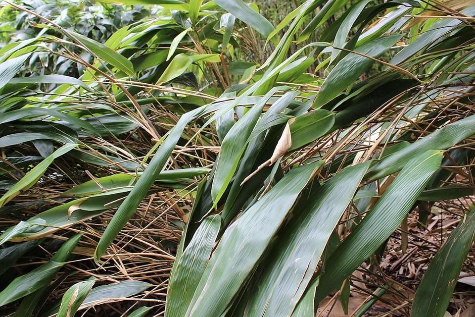 Broad leaves of the Indocalamus tessellatus bamboo