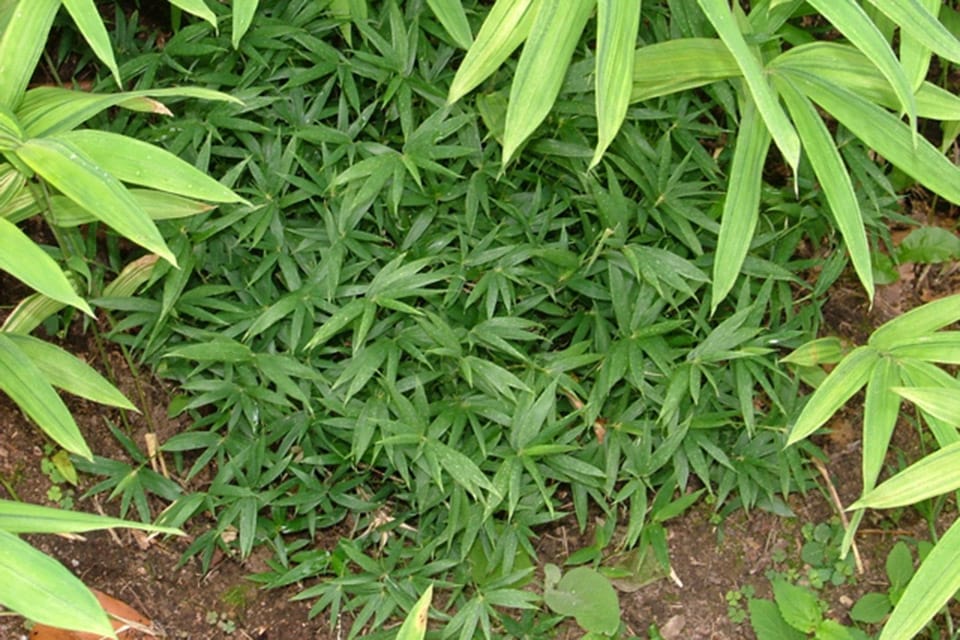 Short Pleioblastus distichus Mini Bamboo with green broad leaves 