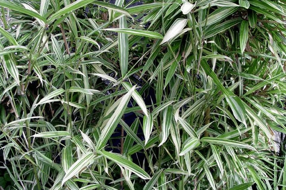 Beautifully striped green and white leaves of the Pleioblastus fortunei as called Dwarf White Stripe Bamboo
