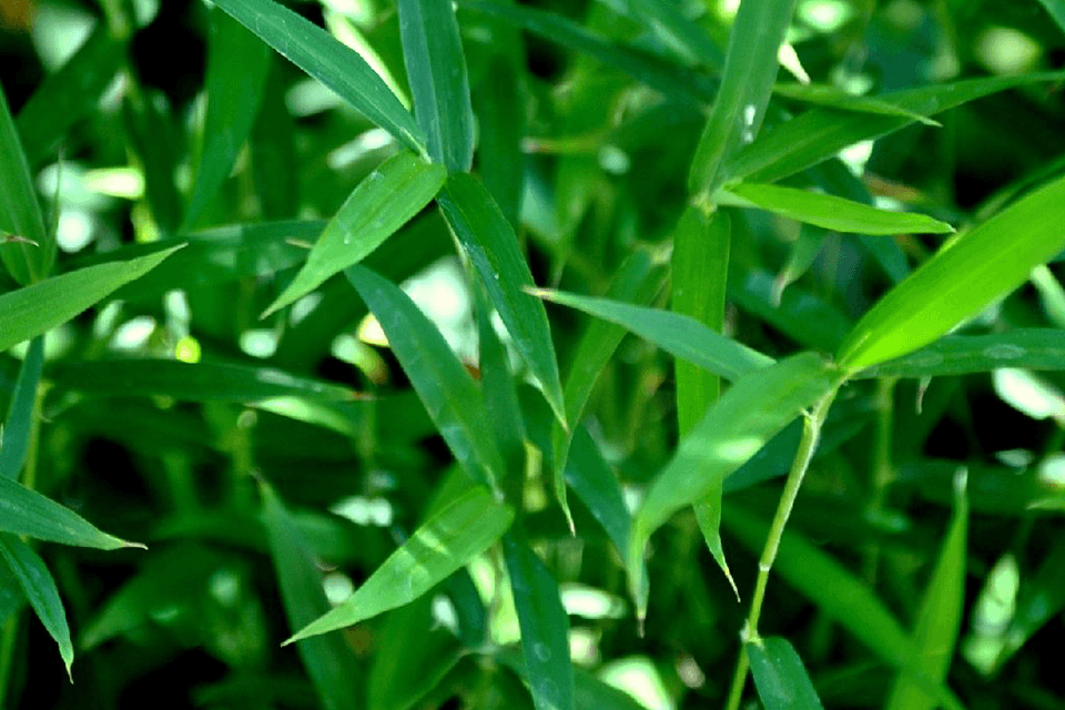 Green leaves of the Pseudosasa owatarii bamboo