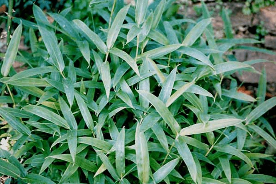 Green leaves of the Sasaella ramosa mini bamboo plant