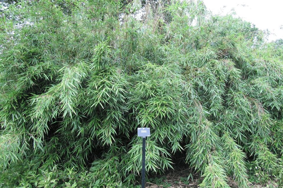Shibataea kumasaca - Unique shorter bamboo with dark green leaves