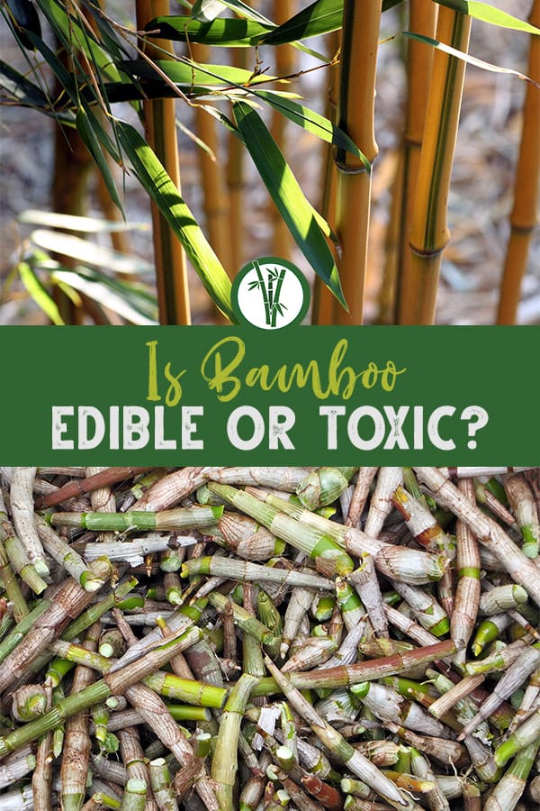 Bamboo stems and shoots with the text: Is bamboo edible or toxic?