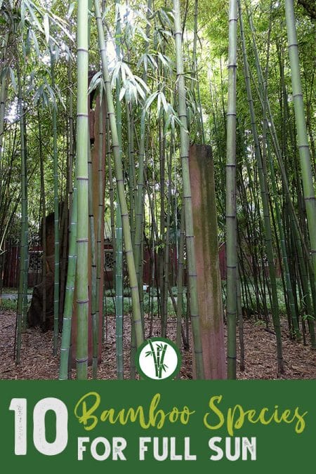 Tall stems of Phyllostachys angusta with the text: 10 Bamboo Species for full sun
