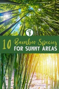 Bamboo growing in full sun with the text: 10 Bamboo Species for sunny areas