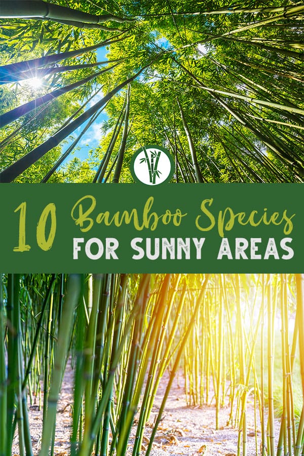 10 Bamboo Species For Full Sun | Bamboo Plants HQ