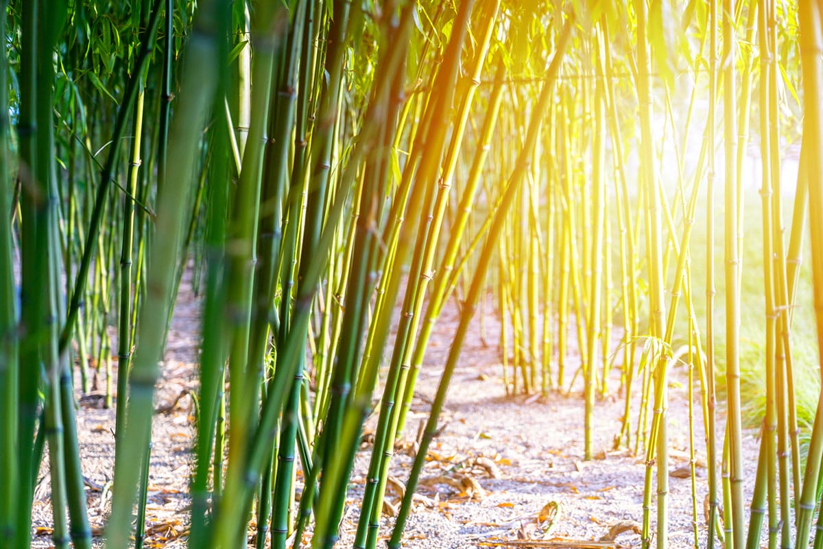 10 Bamboo Species For Full Sun | Bamboo Plants HQ