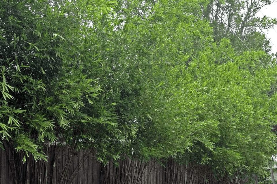 Bambusa malingensis plants growing along a fence