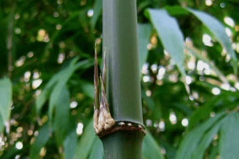 Node of the Chimonobambusa quadrangularis bamboo species that loves full sun