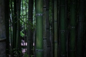 green bamboo during daytime
