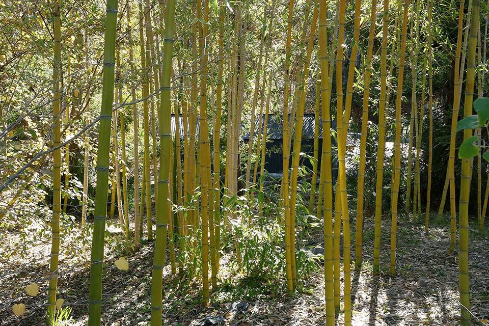 Thin yellow culms of the Golden Vivax sun-loving bamboo
