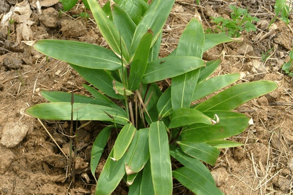 Young Indocalamus hamadae plant planted in full sun