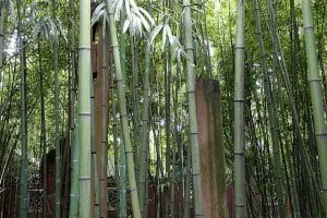 Tall stems of Phyllostachys angusta