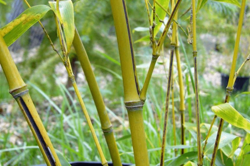 Internodes of the Phyllostachys nigra are yellow with a black vertical stripe