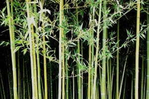 Phyllostachys Nuda - Bamboo stems with black ring and white powdery ring below