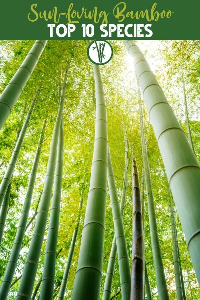Low angle view of tall bamboos with a ray of sunlight, with a text above: Sun-Loving Bamboo: Top 10 Species