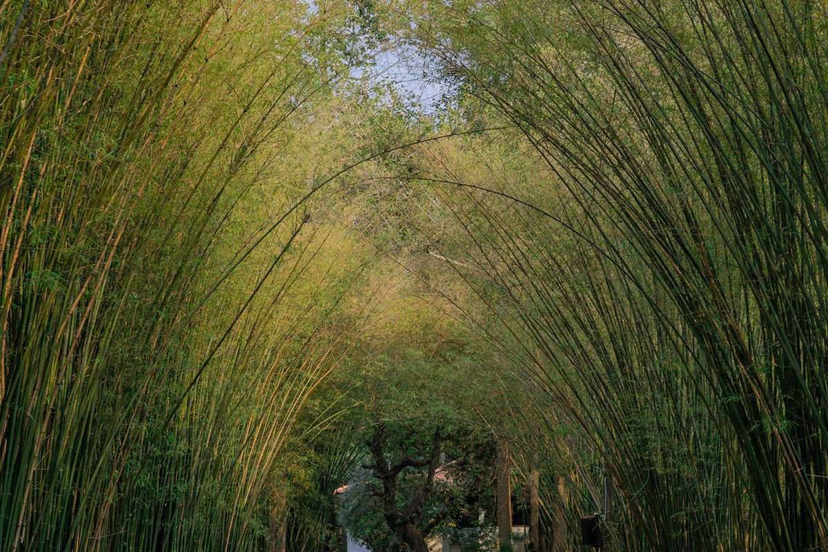 Nature landscape view of a bamboo tunnel with natural light