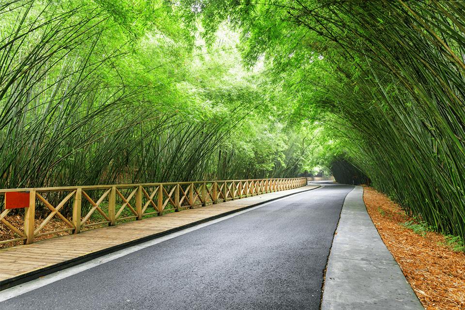 Amazing winding road among green bamboo woods