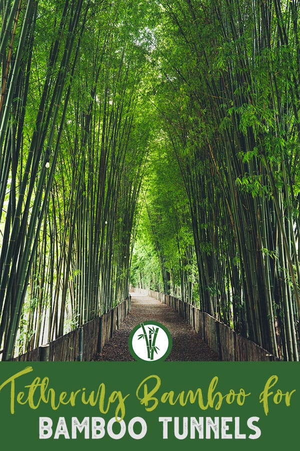 Path through a bamboo grove with the text: Tethering Bamboo for Bamboo Tunnels