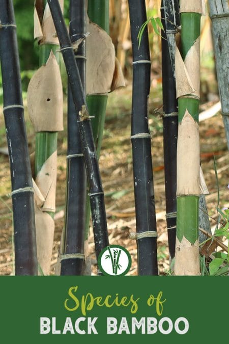 Black bamboo culms with the text Species of Black Bamboo