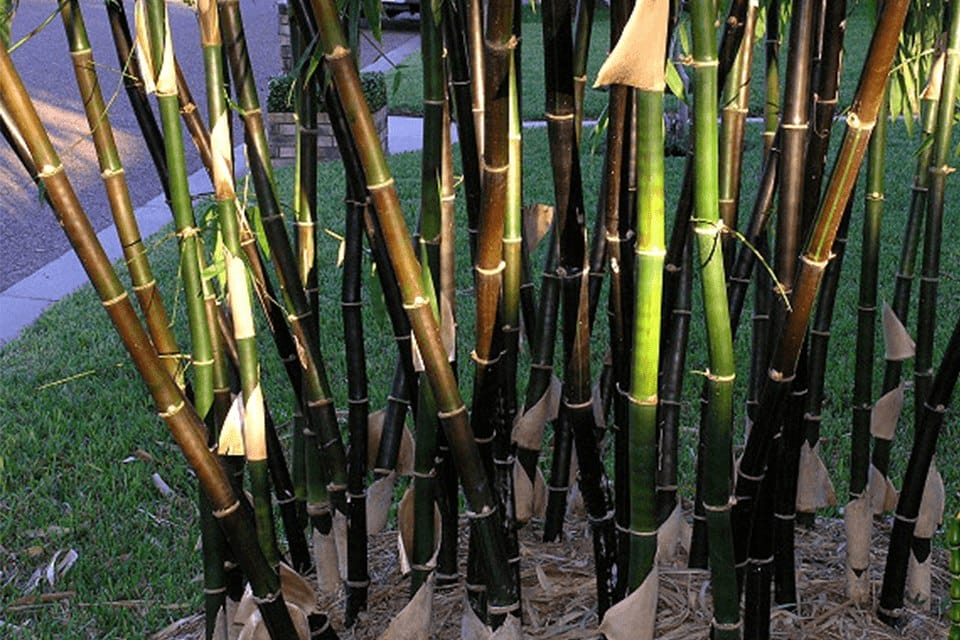 Multiple bambusa lako timor black bamboo, a tropical plants from Indonesia