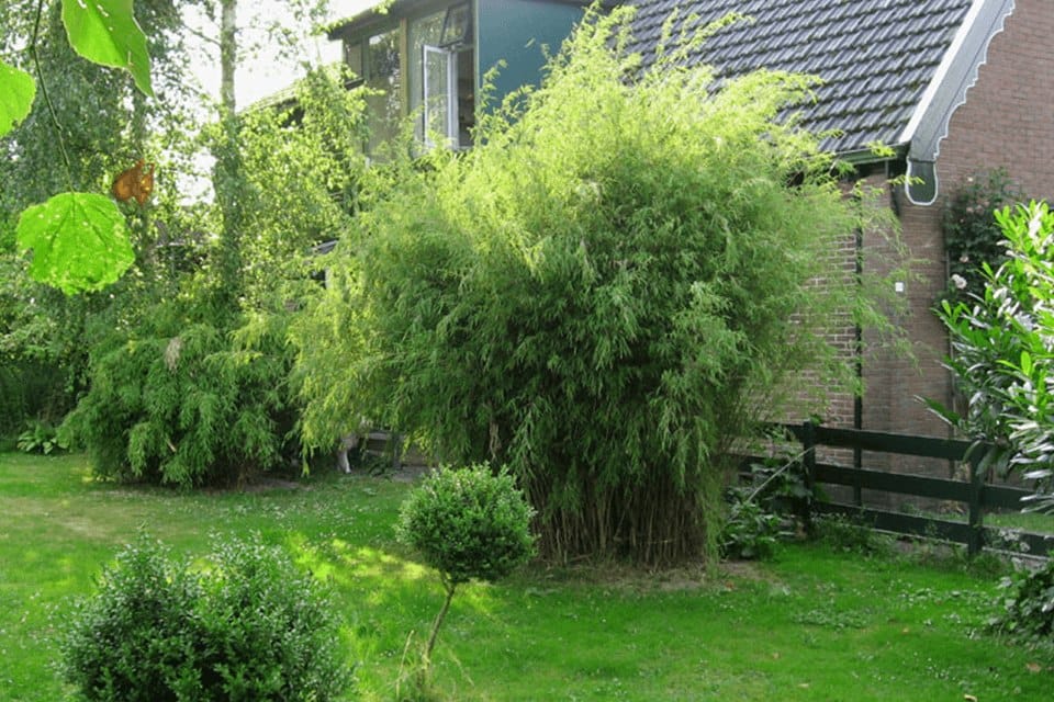 Bushy fragesia nitida in a garden landscape behind a house