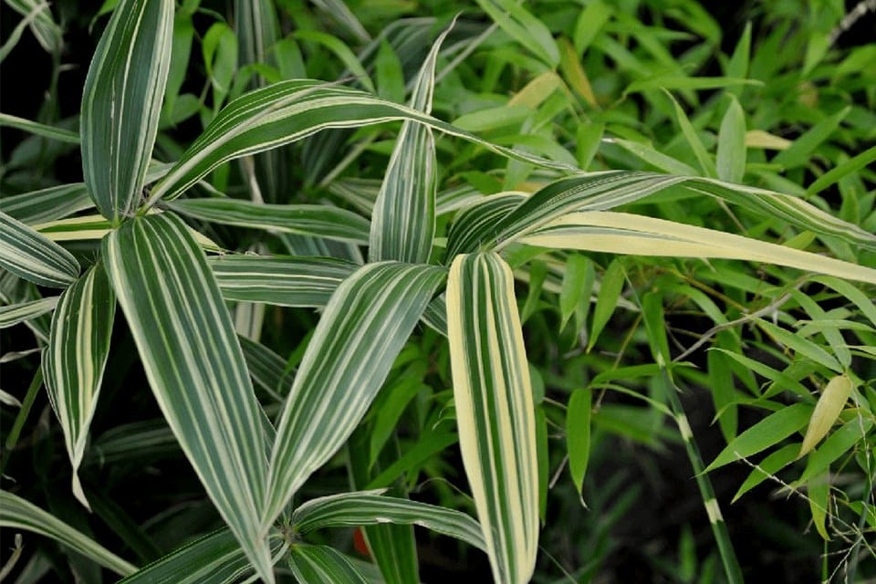 Close up of Hibanobambusa tranquillans plant leaves