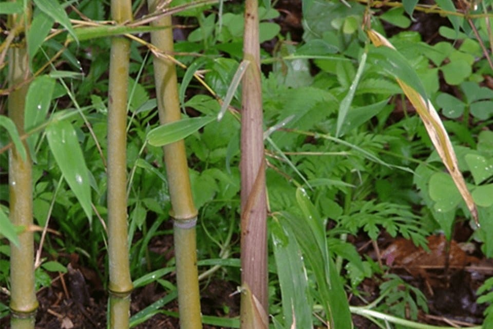 Close up of phyllostachys angusta species