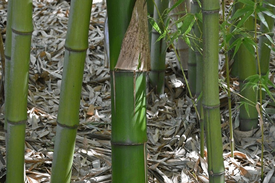 Thick stems of Phyllostachys bambusoides