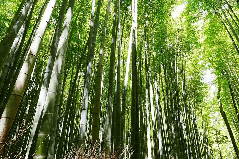 Nature picture rare moso bamboo plant