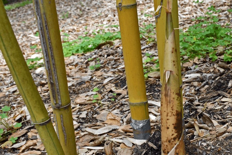 Stems and a fresh shoot of the Phyllostachys viridis species