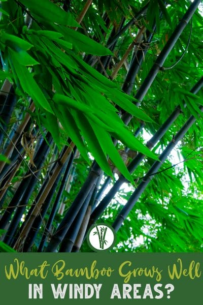 Bamboo leaves blowing in the wind with the text: What Bamboo Grows well in windy areas?