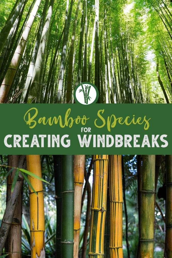 Large bamboo plants with the text: Bamboo Species for creating windbreaks