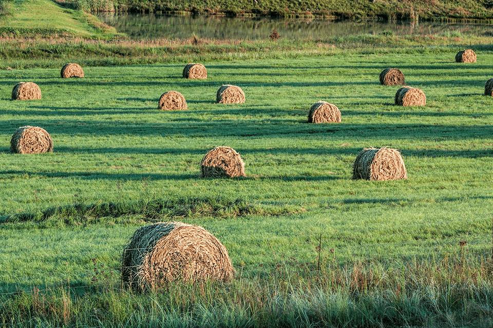 Dry fodder bales on a field