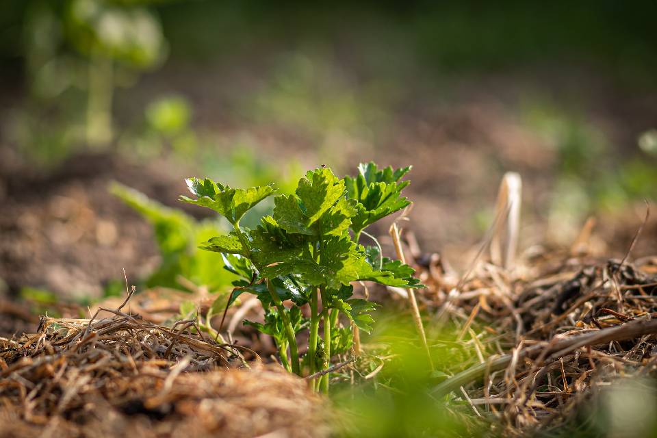 Celery plant covered with mulch