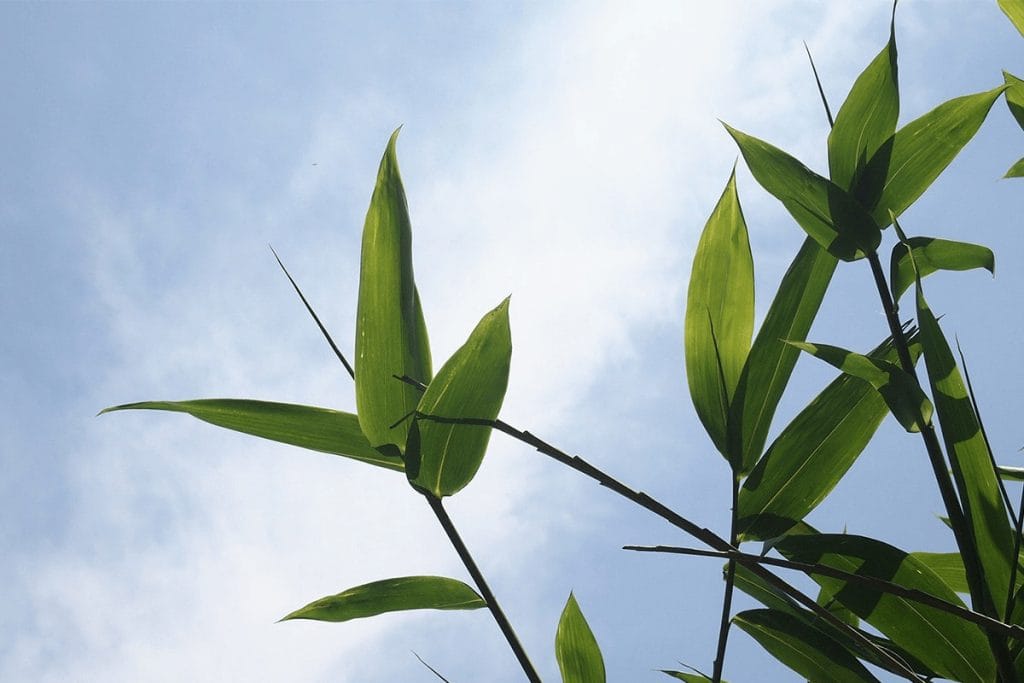 Green bamboo leaves with blue sky background