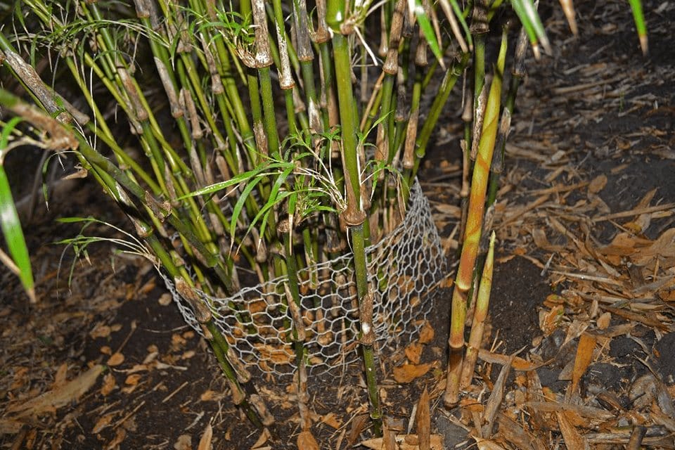 culms of Chusquea sulcata ‘Sulcata Bamboo’