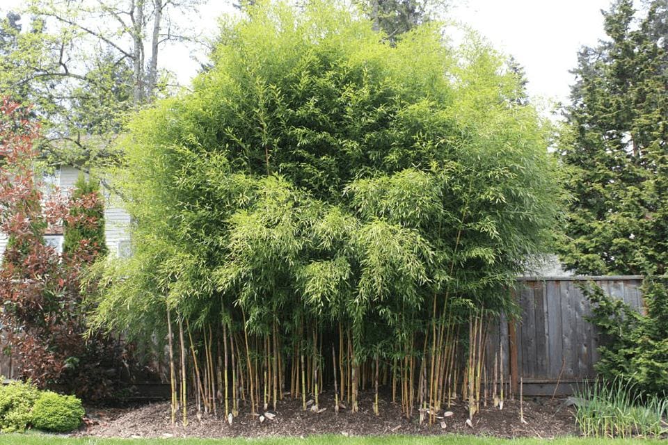 20+ Yellow Bamboo Species - What Bamboo Has Yellow Stems?