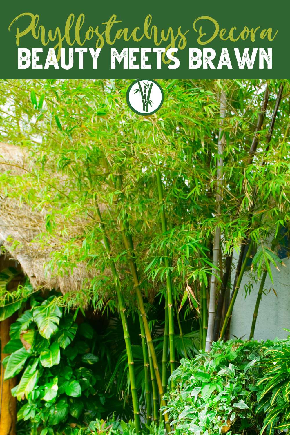 Bamboo Windbreaks - Best Bamboo Species For Windy Areas