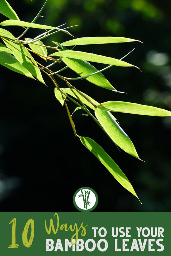 Bamboo leave with background and the text: 10 Ways to use your bamboo leaves