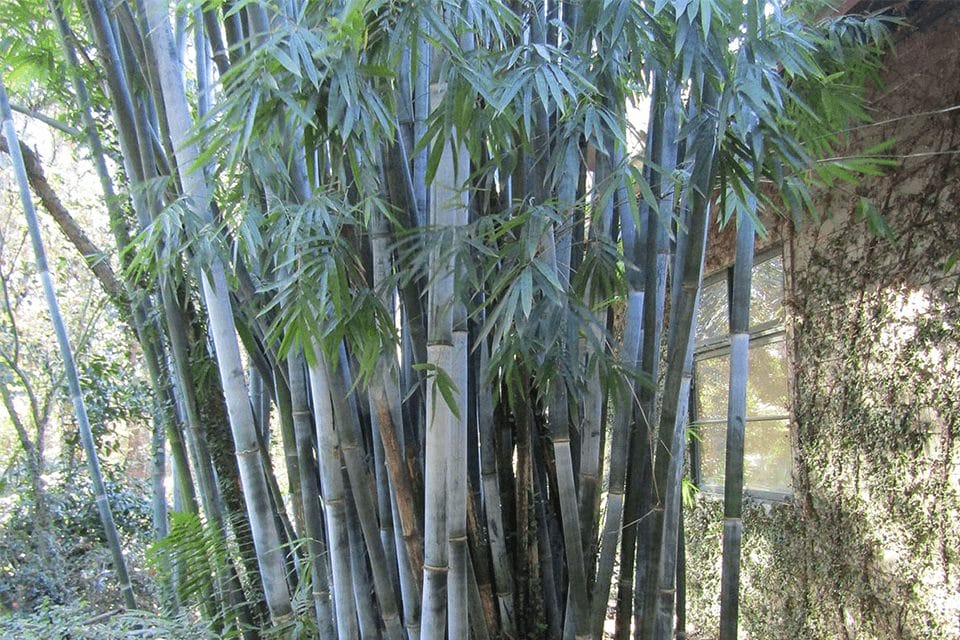 Blue chungii bamboo with a blue hue on the stems