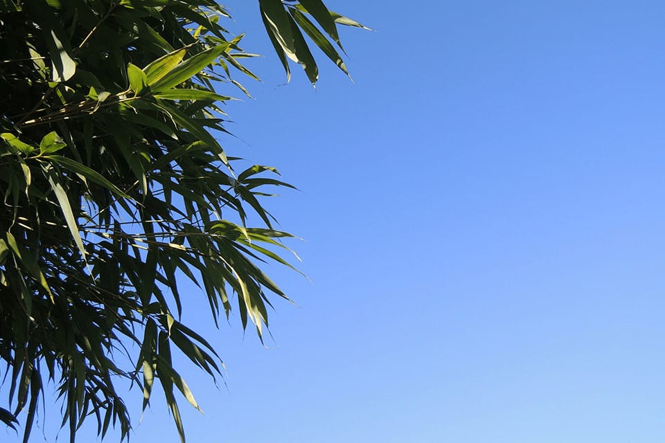 Green leaves of a non spreading bamboo with blue sky