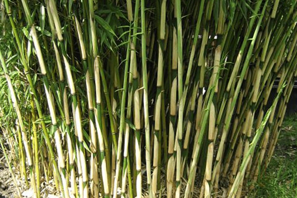Green thin bamboo culms with white sheaths staying in a circular clump because it's a bamboo that doesn't spread