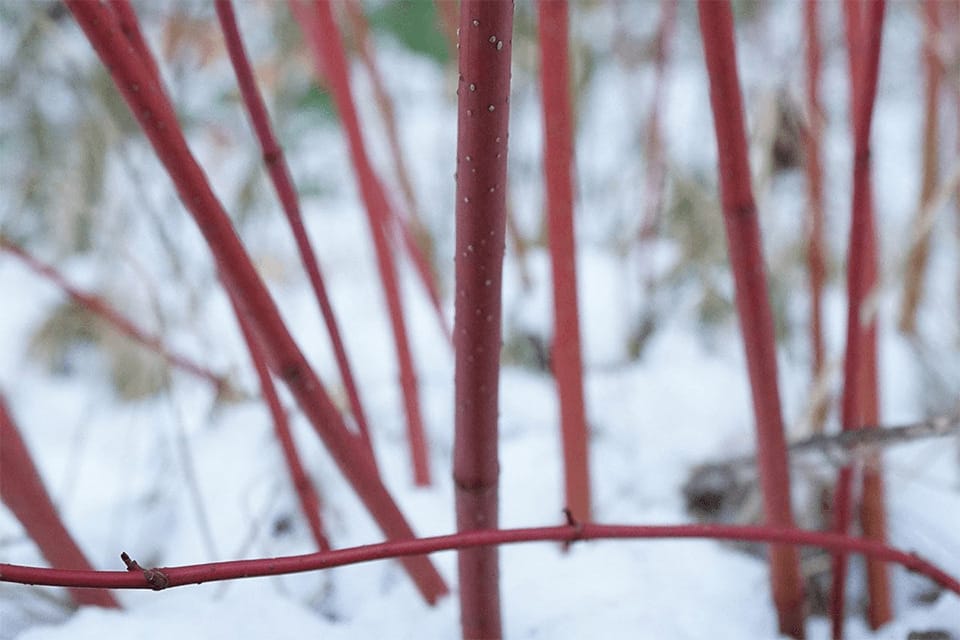 Red bamboo stems - ornamental non-invasive bamboo species